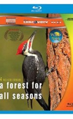 Dört Mevsim Ormanı – A Forest For All 1080p Bluray Belgesel