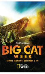 Kedi Savaşları: Aslan Çitaya Karşı 720p Bluray Belgesel izle